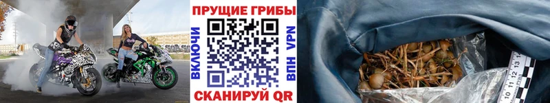 Галлюциногенные грибы Cubensis наркотики Болхов